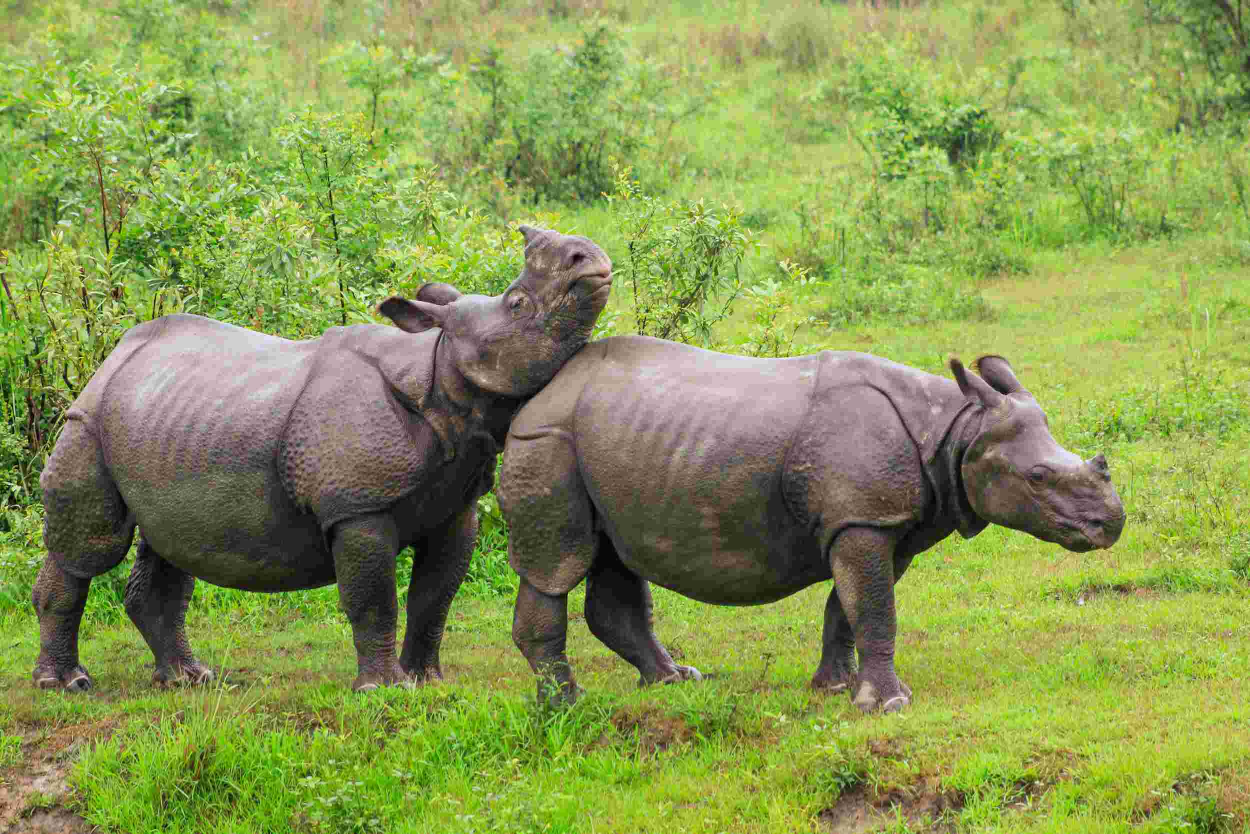 Best Kaziranga Tour Package 2026 | Jeep Safari & Stay